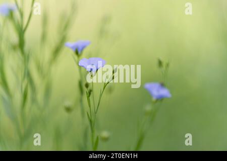 Fiori azzurri pallidi di lino (Linum) su un campo, Germania Foto Stock