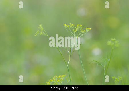 Piccoli fiori gialli di finocchio selvatico (Foeniculum vulgare) su un campo, Germania Foto Stock