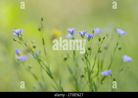 Fiori azzurri pallidi di lino (Linum) su un campo, Germania Foto Stock