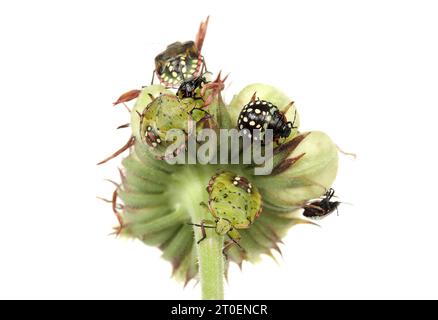 Gruppo di insetti verdi puzzolenti meridionali su fiore di calendula. 2°, 3°, 4° e 5° stadio o ninfa da insetto scudo verde meridionale o Nezara viridula. Foto Stock