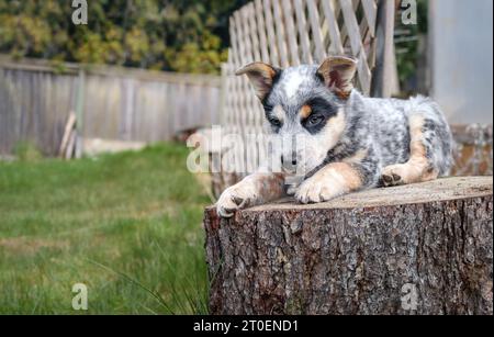 Cucciolo su un ceppo di alberi nel cortile. Un simpatico cucciolo che si prende una pausa dal gioco sdraiandosi su un grande tronco di legno. heeler pu blu di 8 settimane, bianco e nero Foto Stock