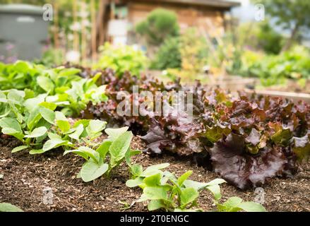 Teste di lattuga rosse e barbabietole che crescono in un giardino lussureggiante. File di piante di lattuga Cimmaron romaine mature in un letto da giardino rialzato pronto per la raccolta. Heirloom sal Foto Stock