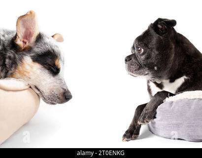 Due cani nei letti per cani, profilo laterale. Ritratto di 2 amici di cane che riposano e dormono l'uno di fronte all'altro. Black Senior boston Terrier Pug mix e BL Foto Stock