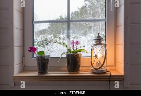 Giornata invernale nevosa e finestra accogliente con piante di casa, orchidee in fiore Foto Stock