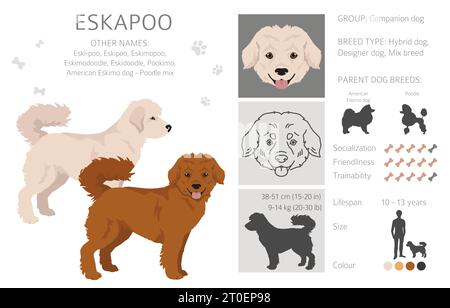 Eskapoo clipart. Eskimo dog Poodle mix. Set di colori diversi per il rivestimento. Illustrazione vettoriale Illustrazione Vettoriale