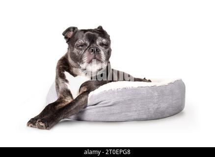 Cane nero isolato che dorme nel letto del cane. Corpo completo di cane anziano sdraiato comodo con zampe allungate e occhi chiusi. una donna di 9 anni a boston Foto Stock