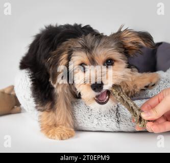 Cucciolo che morde il bastoncino dentale tenuto da una mano. Cane da cucciolo felice che gioca con il masticatore e il proprietario dell'animale mentre si trova nel letto del cane. cane morkie maschio di 4 mesi. Foto Stock