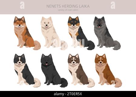 Nenets che allevano il clipart di Laika. Tutti i colori del cappotto impostati; infografica sulle caratteristiche di tutte le razze di cane. Illustrazione vettoriale Illustrazione Vettoriale