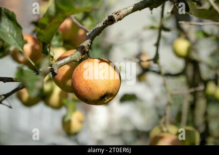 Mele mature su melo pronte per essere raccolte. Gruppo di mele rosse gialle appese a un ramo o ramoscello. Fondo di frutta autunnale. Messa a fuoco selettiva con d Foto Stock