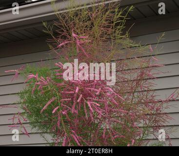 Primo piano sulla cima di un fiorito albero di Tamarisk con piccoli fiori rosa che fioriscono in estate nel Wisconsin, Stati Uniti Foto Stock