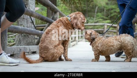 Simpatico incontro cane-cane nel parco. Socializzazione testa a testa rilassata tra due cani di diverse dimensioni. Grande Labradoodle seduto di fronte a un sma Foto Stock
