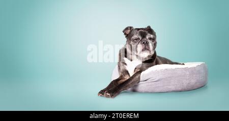 Cane nero che dorme in un letto per cani con sfondo blu. Corpo completo di cane anziano sdraiato comodo con zampe allungate e occhi chiusi. fem di 9 anni Foto Stock