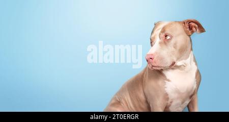 Cane grande con sfondo blu. Profilo secondario di cane anziano che sembra colpevole triste o vergognato. Profilo laterale di Pitbull terrier americano di 10 anni Foto Stock