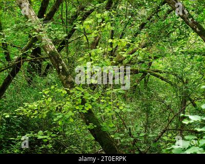 Ex foresta alluvionale sul Lech vicino Langweid Foto Stock