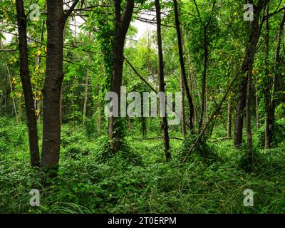 Ex foresta alluvionale sul Lech vicino Langweid Foto Stock