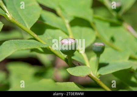 Mirtillo selvatico non maturo su pianta di mirtilli a foglie ovali. Noto anche come Ovalleaf bilberry o Vaccinium ovalifolium. Arbusti o cespugli che crescono foreste ombreggiate o. Foto Stock