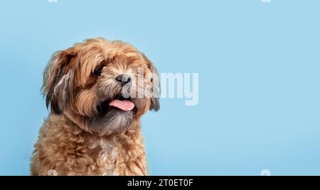 Buon cane Zuchon su sfondo blu. Piccolo e soffice cane marrone che cammina con la lingua rosa mentre guardi la fotocamera. Shichon maschio di 3 anni, Shih Tzu-B. Foto Stock