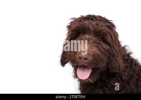 Felice cucciolo di Labradoodle che guarda la macchina fotografica. Cane da cucciolo marrone morbido e isolato con lingua rosa. Rilassato labradoodle australiano di 3 mesi Foto Stock