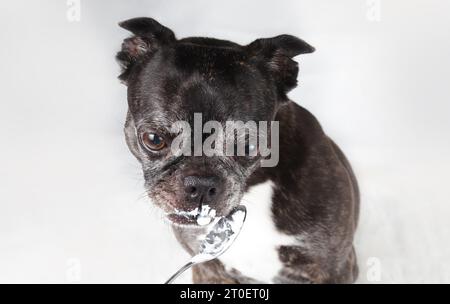 Piccolo cane che mangia yogurt da un cucchiaio su sfondo grigio. Simpatico cane bianco e nero ricoperto di yogurt semplice. cane anziano di 9 anni. bos neri femminili Foto Stock