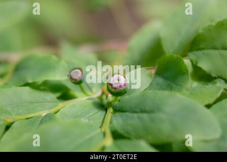 Mirtilli selvatici non maturi su pianta di bacca blu. Conosciuto come mirtillo a foglia ovale, mirtillo ovale o Vaccinium ovalifolium. Arbusti o cespugli che diventano ombreggiati Foto Stock