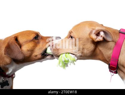 Due cani giocano a stratosfera l'uno con l'altro, isolati. Vista laterale di 2 cuccioli l'uno di fronte all'altro mentre si tiene in bocca il giocattolo con corda. Bonding e playti Foto Stock