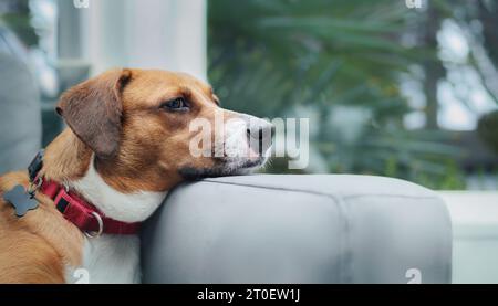 Cane pigro con la testa sul bracciolo della sedia vicino alla finestra con sfondo naturale. Cane da cucciolo rilassato che riposa o aspetta con la posizione della testa elevata. 1 anno Foto Stock