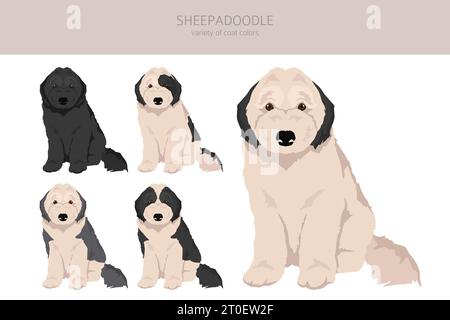 Clipart di Sheepadoodle. Old English Sheepdog Poodle mix. Set di colori diversi per il rivestimento. Illustrazione vettoriale Illustrazione Vettoriale