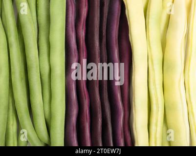 Varietà di fagioli crudi, vista dall'alto. Sfondo per la raccolta di legumi o giardinaggio vegetale autunnale. Assortimento di fagioli freschi verdi, viola e gialli del giardino. Foto Stock