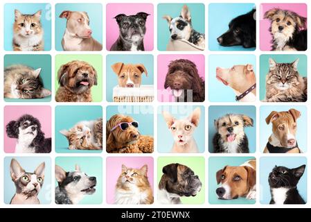 Collezione di ritratti di gatto e cane con sfondi a colori. Simpatico set di foto per la testa del tuo animale domestico. Labradoodle, Boxer, Poodle, Morkie, Shichon, Pitbull, Harrier e. Foto Stock