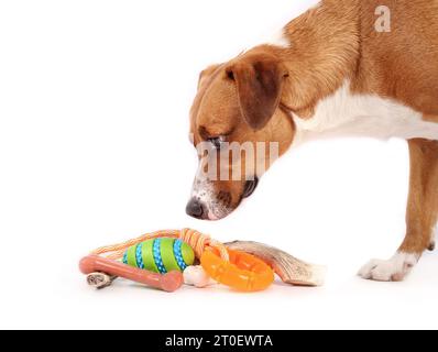 Assortimento di giocattoli da masticare per cani con cane. Cucciolo carino in piedi su una pila di gomma e giocattoli naturali da masticare. Giocattoli per masticare cane sicuro per l'arricchimento e la salute dei denti.1 Foto Stock