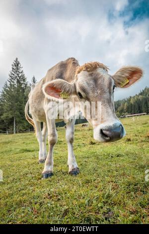 Italia, Veneto, provincia di Belluno, San Nicolò di Comelico, mucche al pascolo alpino Foto Stock
