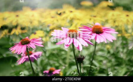 Echinacea fiordaliso in giardino. Testa rosa grande di fiordaliso di fronte a fiori gialli sfocati. Erba medicinale usata per trattare raffreddori, influenza e. Foto Stock