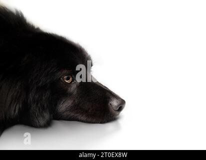 Cane nero isolato che giace con la testa a terra mentre guarda lateralmente. Carino e soffice cane nero che riposa, annoiato o in attesa di qualcosa. Australian Shepher Foto Stock