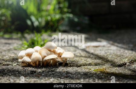 Funghi che crescono da sotto il pavimento, da vicino. Gruppo di funghi o funghi con branchie che crescono da una crepa da marciapiede o asfalto. Segni di radicamento, Foto Stock