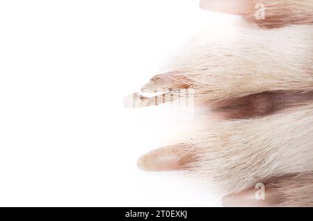 Chiodo di cane rotto, primo piano. Vista dall'alto della zampa del cane sporca con chiodo diviso o artiglio. Artiglio di cane rotto al veloce bisogno di cure veterinarie o prima Foto Stock