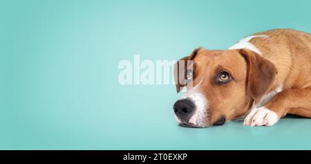 Cane Harrier sdraiato su sfondo turchese mentre si guarda verso l'alto. Carino cucciolo marrone di medie dimensioni che aspetta il cibo o guarda qualcosa. female di 1 anno Foto Stock