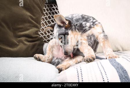 Cane cucciolo che si lecca sul divano. Il simpatico cucciolo è seduto lateralmente durante la cura del corpo o la pulizia dei suoi cuccioli privati o del cavallo. cucciolo blu heeler di 9 settimane Foto Stock