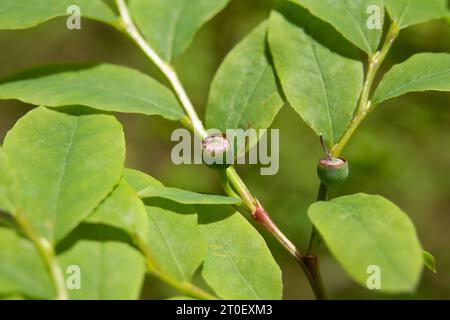 Mirtillo selvatico non maturo su un cespuglio di mirtilli ovali, primo piano. Mirtillo ovale o Vaccinium ovalifolium. Arbusti o cespugli che crescono foreste ombreggiate o legno Foto Stock