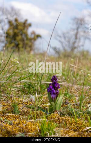 Piccola orchidea, Anacamptis morio, Orchis morio Foto Stock