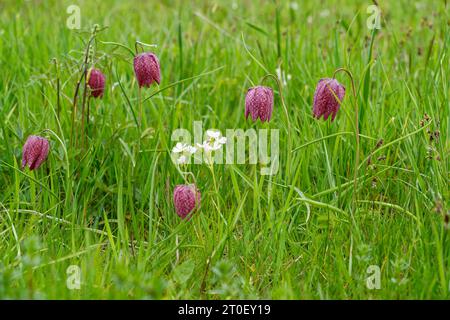 Giglio a scacchi, noto anche come fritillary o narciso a scacchi, Fritillaria meleagris Foto Stock