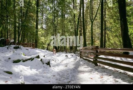 Cane sulla neve con sfondo forestale in una soleggiata giornata invernale. Cane da cucciolo marrone che mastica su un bastone di legno su un sentiero innevato di fronte ad alberi alti. Foto Stock