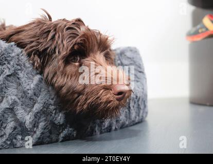 Labradoodle cucciolo di cane sdraiato sul letto del cane mentre guarda qualcosa. SideView cucciolo marrone soffice riposa, annoiato o in pausa. Donna A di 5 mesi Foto Stock