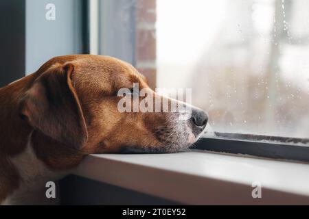 Cane annoiato con testa sul davanzale mentre guarda la pioggia all'esterno. Vista laterale del cucciolo marrone che riposa o attende con la testa sollevata. 1 anno Foto Stock