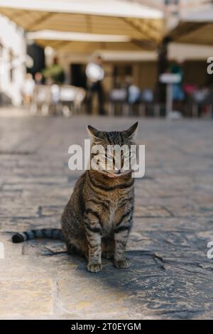 Carino gatto grigio tabby su una strada della città vecchia di Cattaro, Montenegro. Ritratto di un gatto di strada. Foto Stock