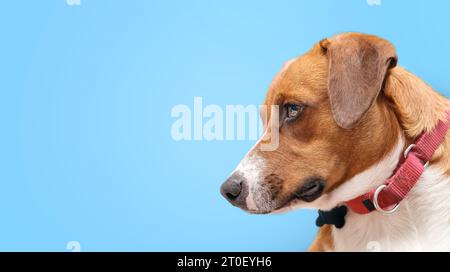 Profilo lato cane su sfondo colorato e con colletto di martingala con etichetta con nome. Bel cucciolo marrone con la testa. expres annoiati, in attesa o desiderosi Foto Stock