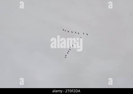 Greggi di uccelli volano verso sud sotto forma di V mentre l'inverno sta arrivando. Foto Stock