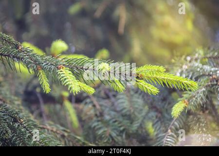 Rami di abete verde. Abete rosso, sfondo del ramo dell'abete. Primo piano. Messa a fuoco selettiva. Foto Stock