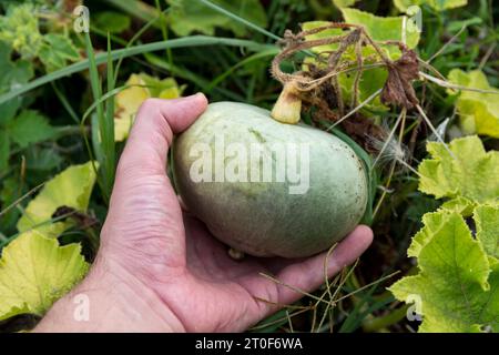 Una mano tiene una piccola zucca ornamentale verde appesa alla vite nel campo. La zucca è ancora sul suo ramo e continua a crescere. Foto Stock