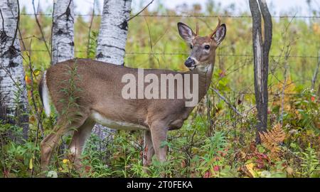 Buck dalla coda bianca accanto a un vecchio buck Rub nel nord del Wisconsin. Foto Stock