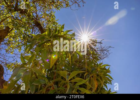 Il sole splende attraverso i rami di un albero nel parco in una giornata di sole. Foto Stock